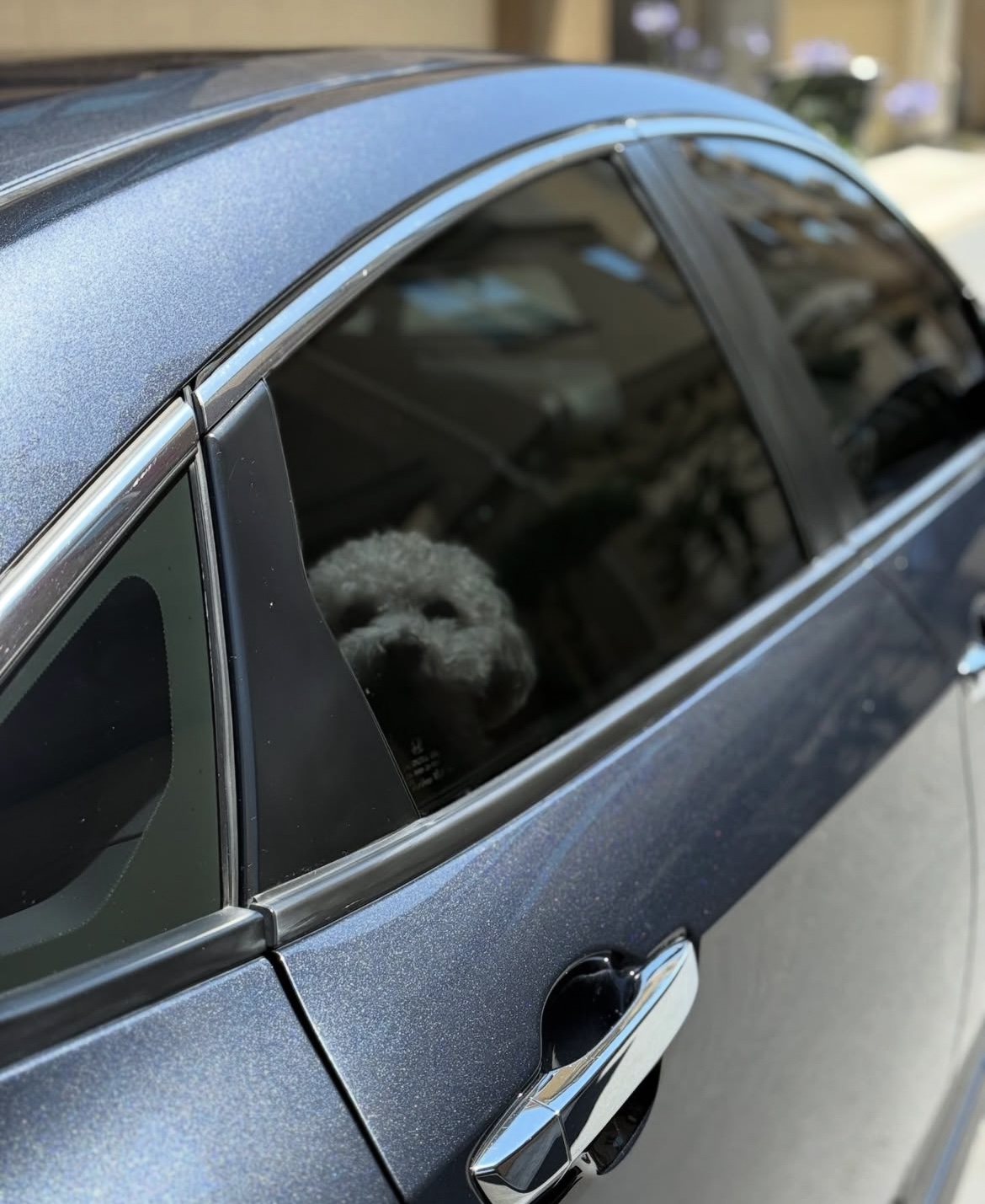 Tinted Window With Dog